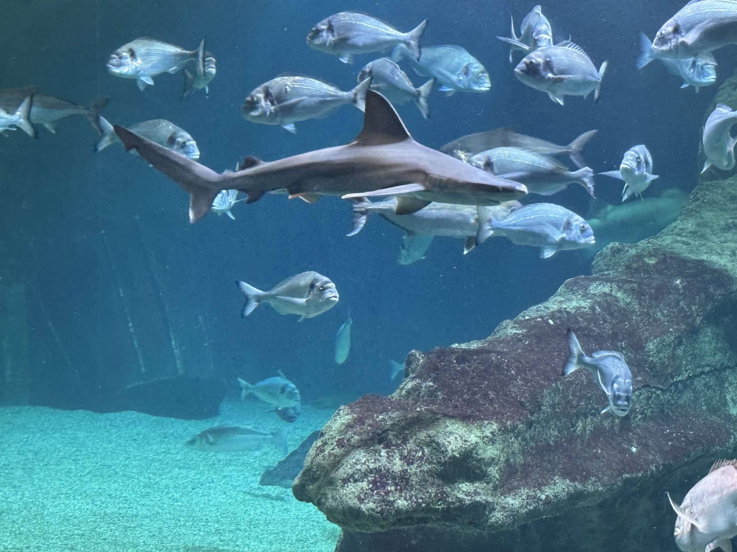 acuario playadulce - descubriendo viajes