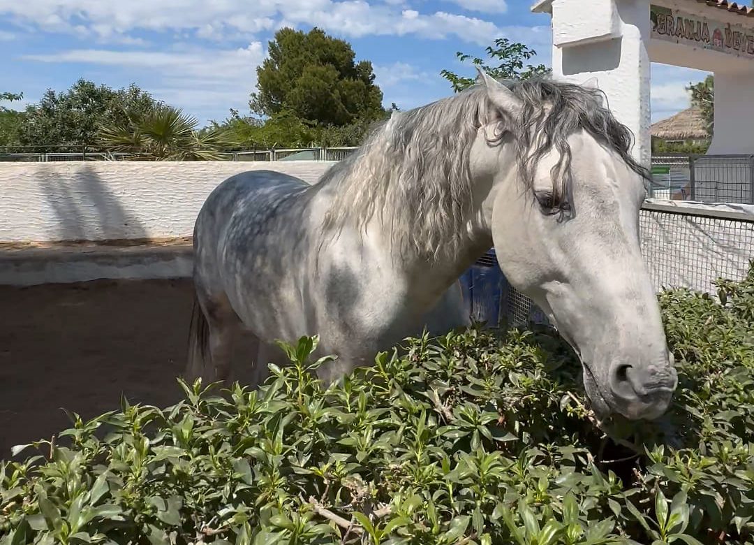 caballo devesa garden - descubriendo viajes