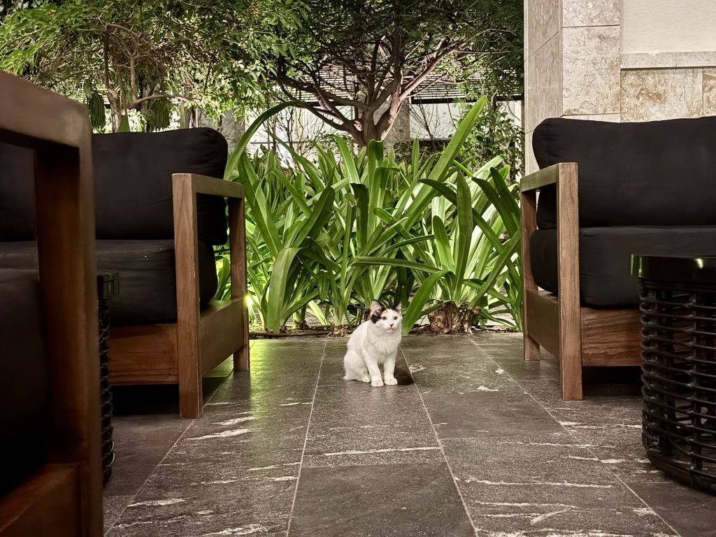 Lopesan Bávaro -Descubriendo viajes 38