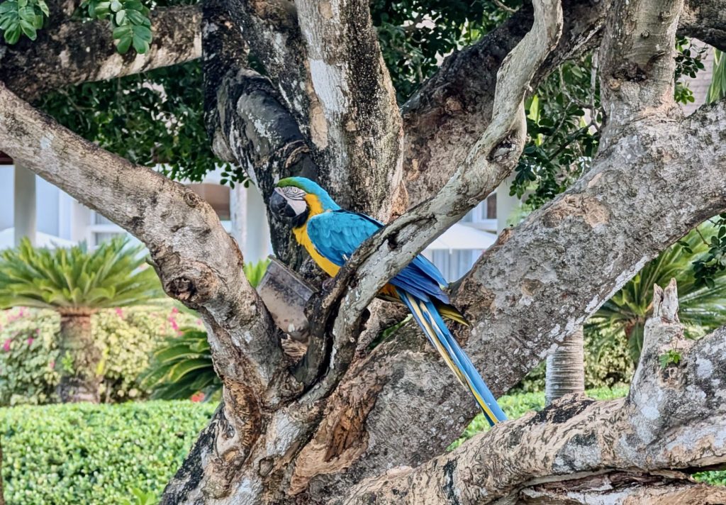 Exotic birds at the hotel