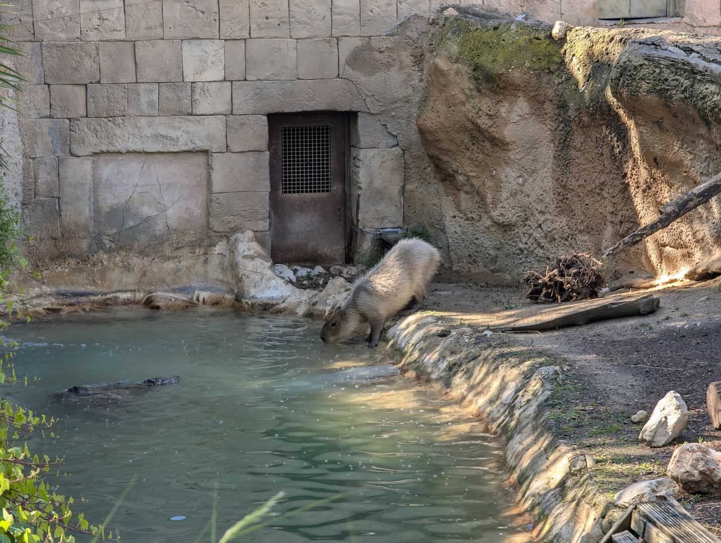 magic-pirates-island-terra-natura-026