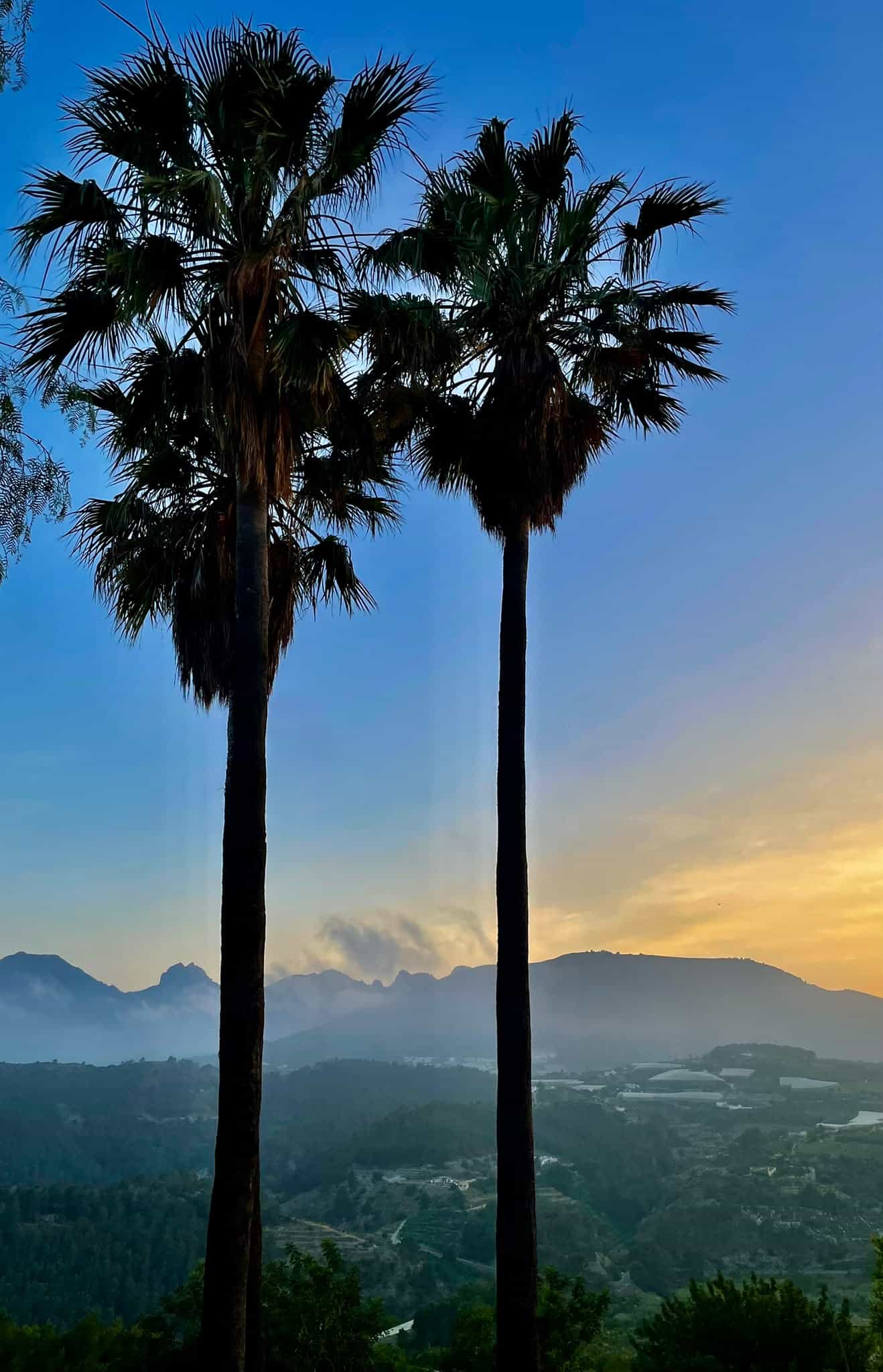 Palmeras y atardecer en Finca El Tossal