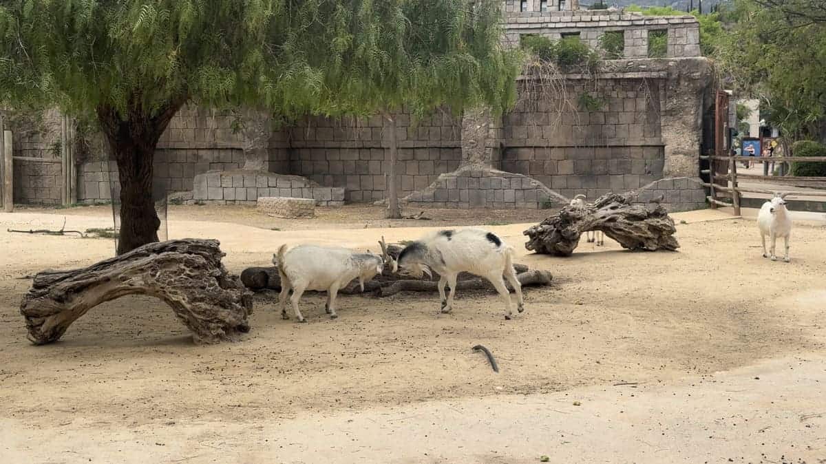 zoo-magic-natura-descubriendo-viajes-1