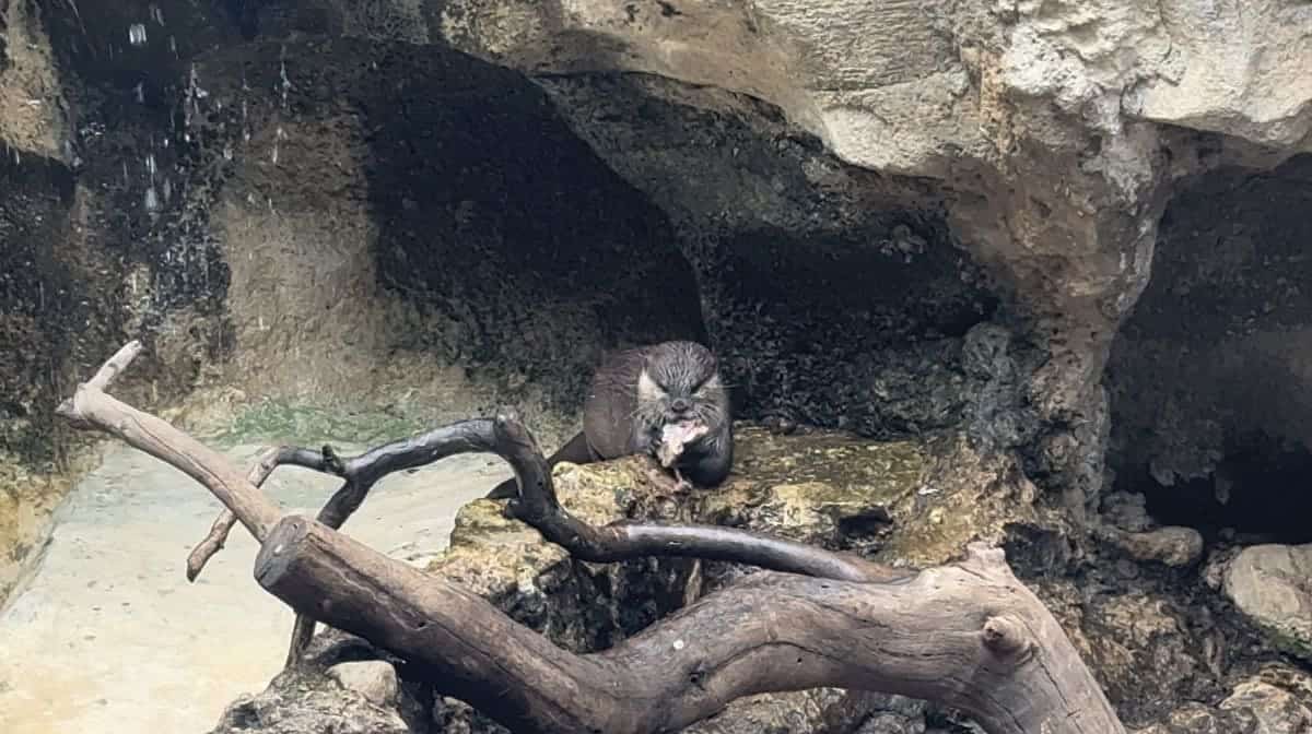zoo-magic-natura-descubriendo-viajes-4