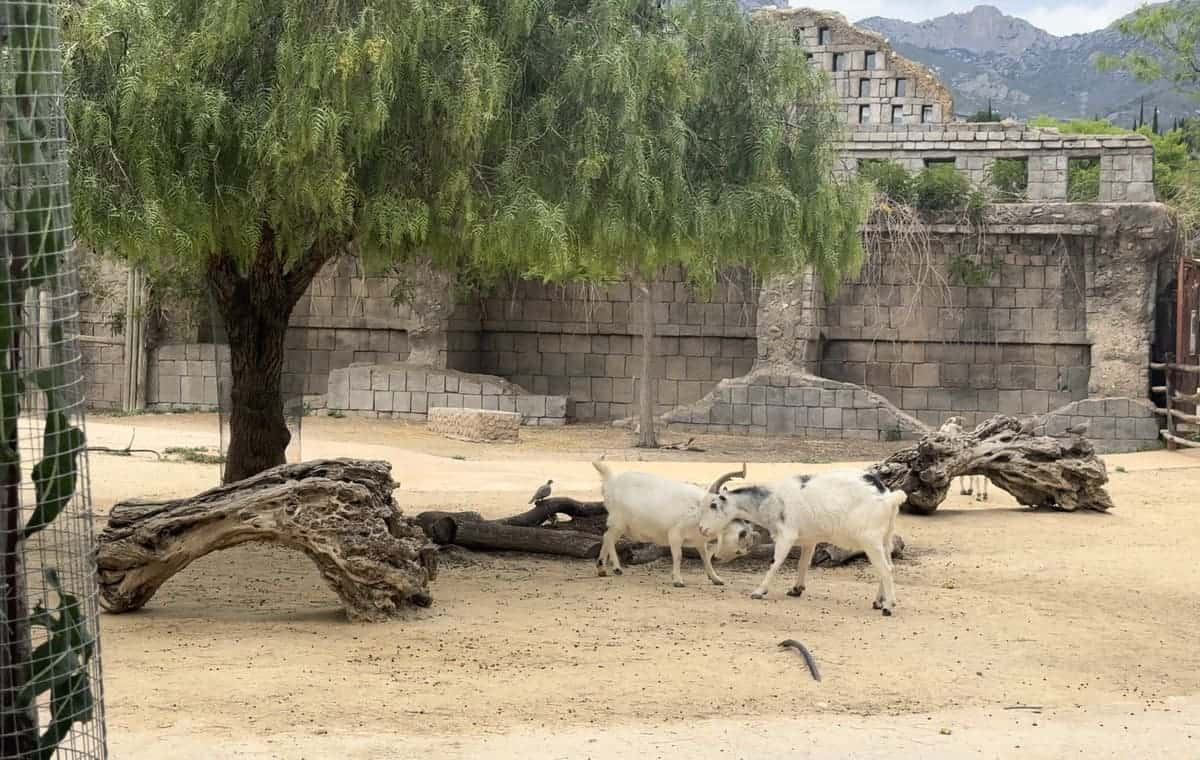 zoo-magic-natura-descubriendo-viajes-5