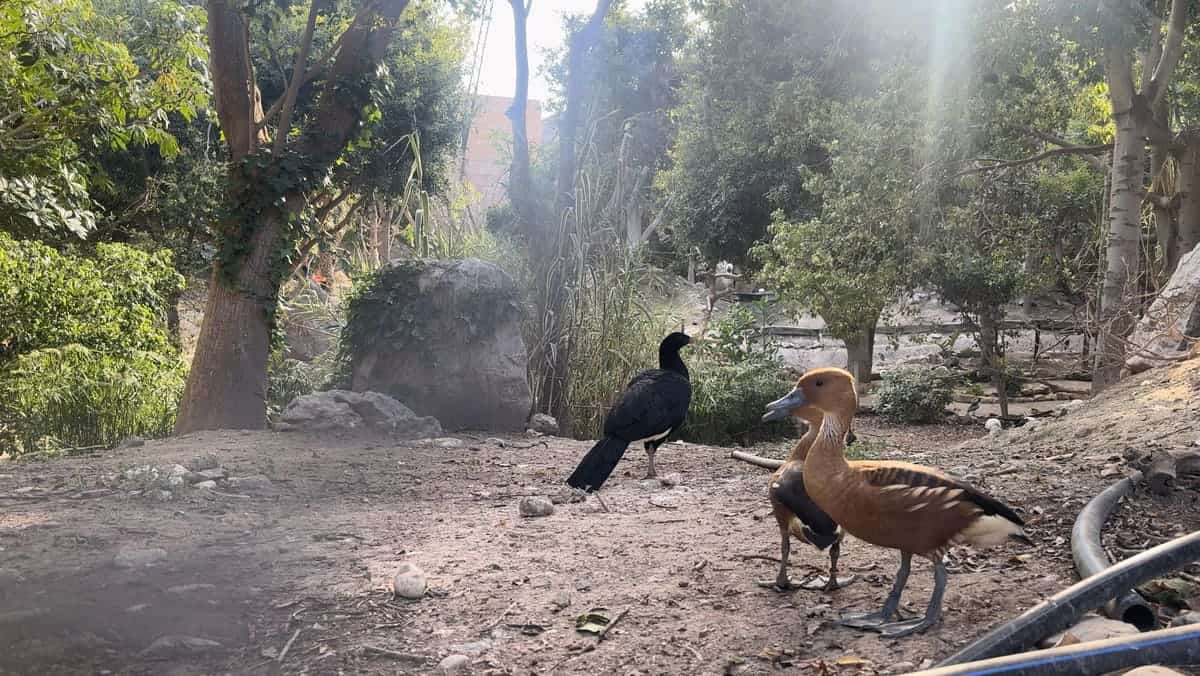 zoo-magic-natura-descubriendo-viajes-6
