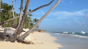 Tropical beach with palm trees, sandy shore, and calm ocean under blue sky.