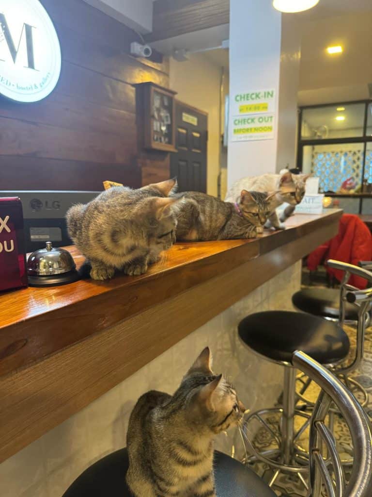 Mostrador de recepción del MIEL BED Hostel & Gallery de Chiang Mai con cuatro gatos encima
