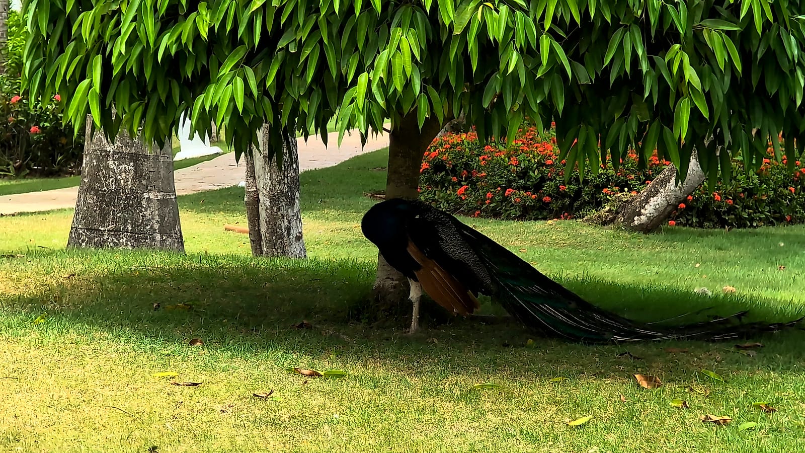 Jardines del Meliá Caribe Punta Cana con pavos reales