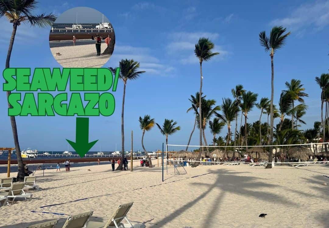 Sargazo acumulado en la orilla de la playa del Sunscape Coco Punta Cana en julio