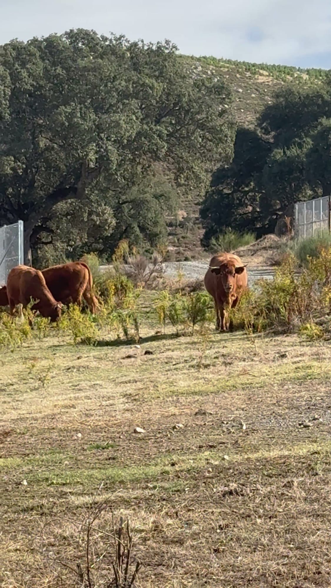 Vacas pastando entre encinas junto a Cabaña el Valle