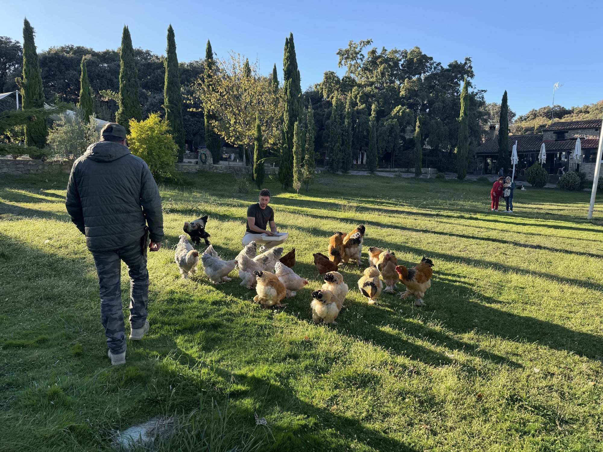 Gallinas sueltas en el jardín de césped con cipreses de Cabaña el Valle