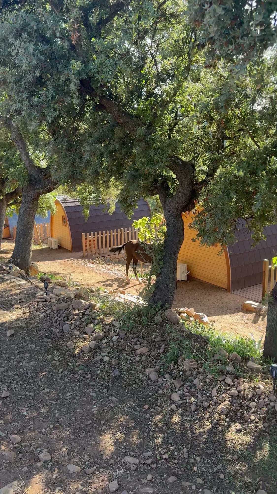 Cabañas de madera en forma de barril entre encinas de Cork Valley, con un potro suelto