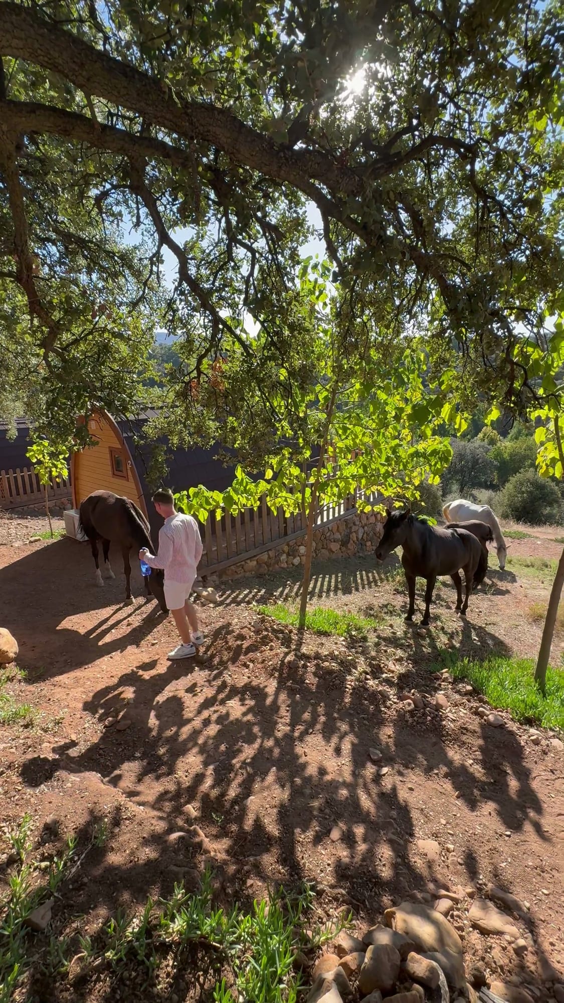 Caballos sueltos entre las cabañas de madera de Cork Valley