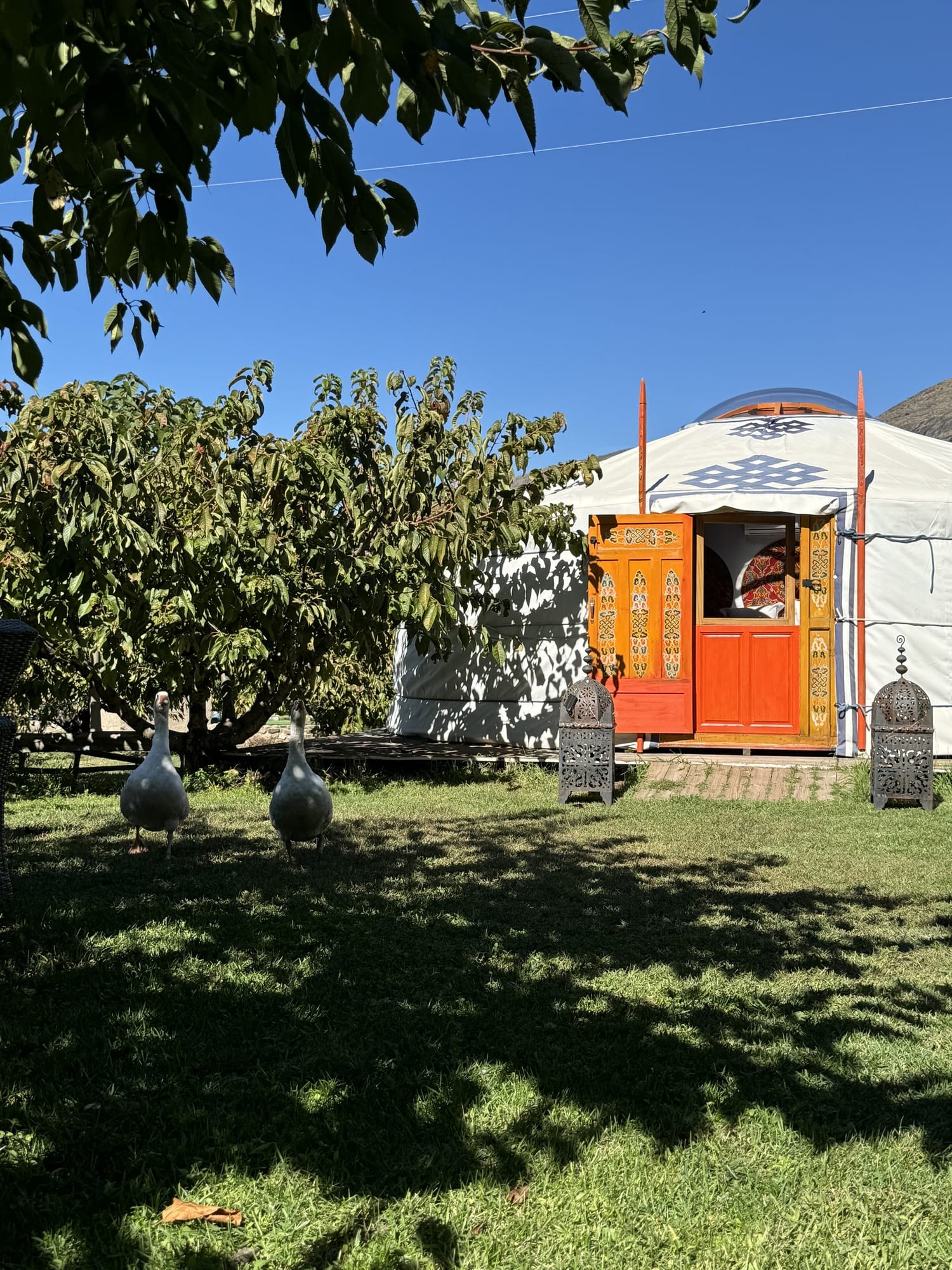 Yurta con puerta naranja y ocas en el césped del Glamping El Jardín de las Delizias