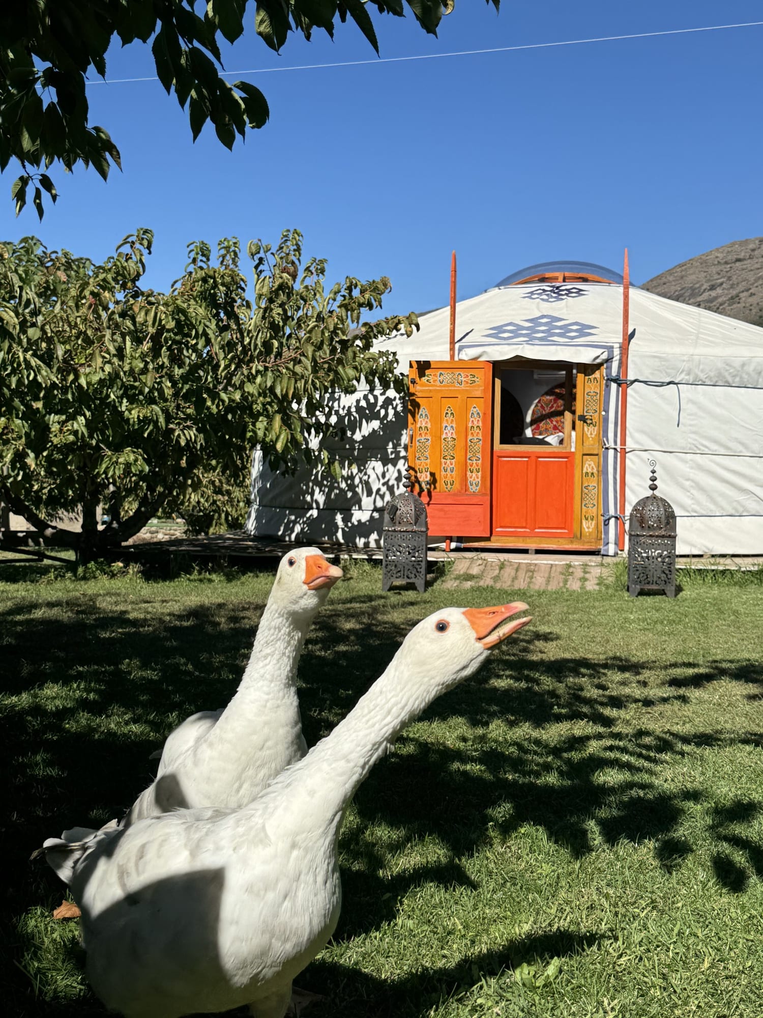 Dos ocas delante de una yurta del Glamping El Jardín de las Delizias