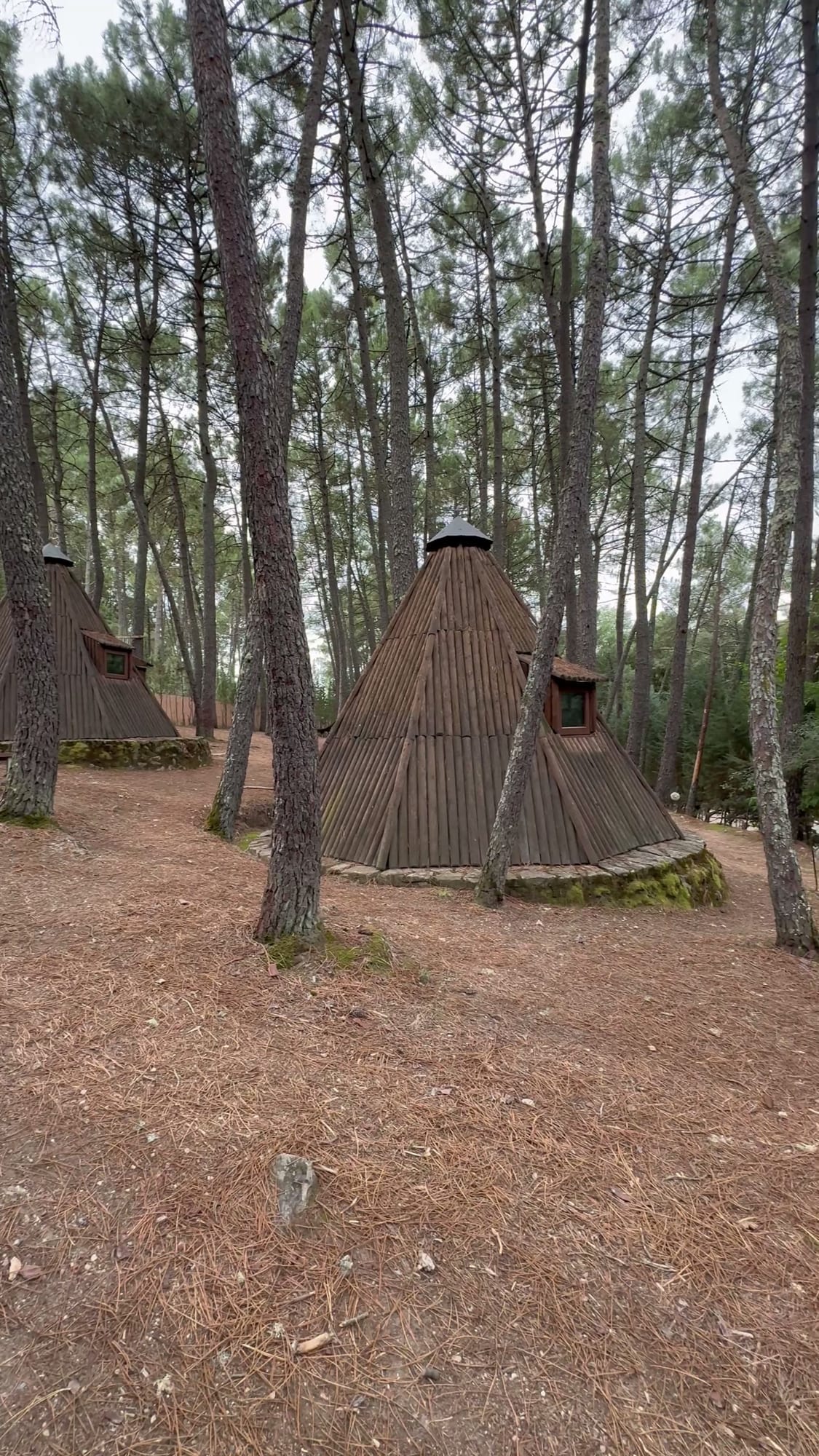 Tipis de madera repartidos por el pinar del Glamping The Teepee en la Sierra de Gredos