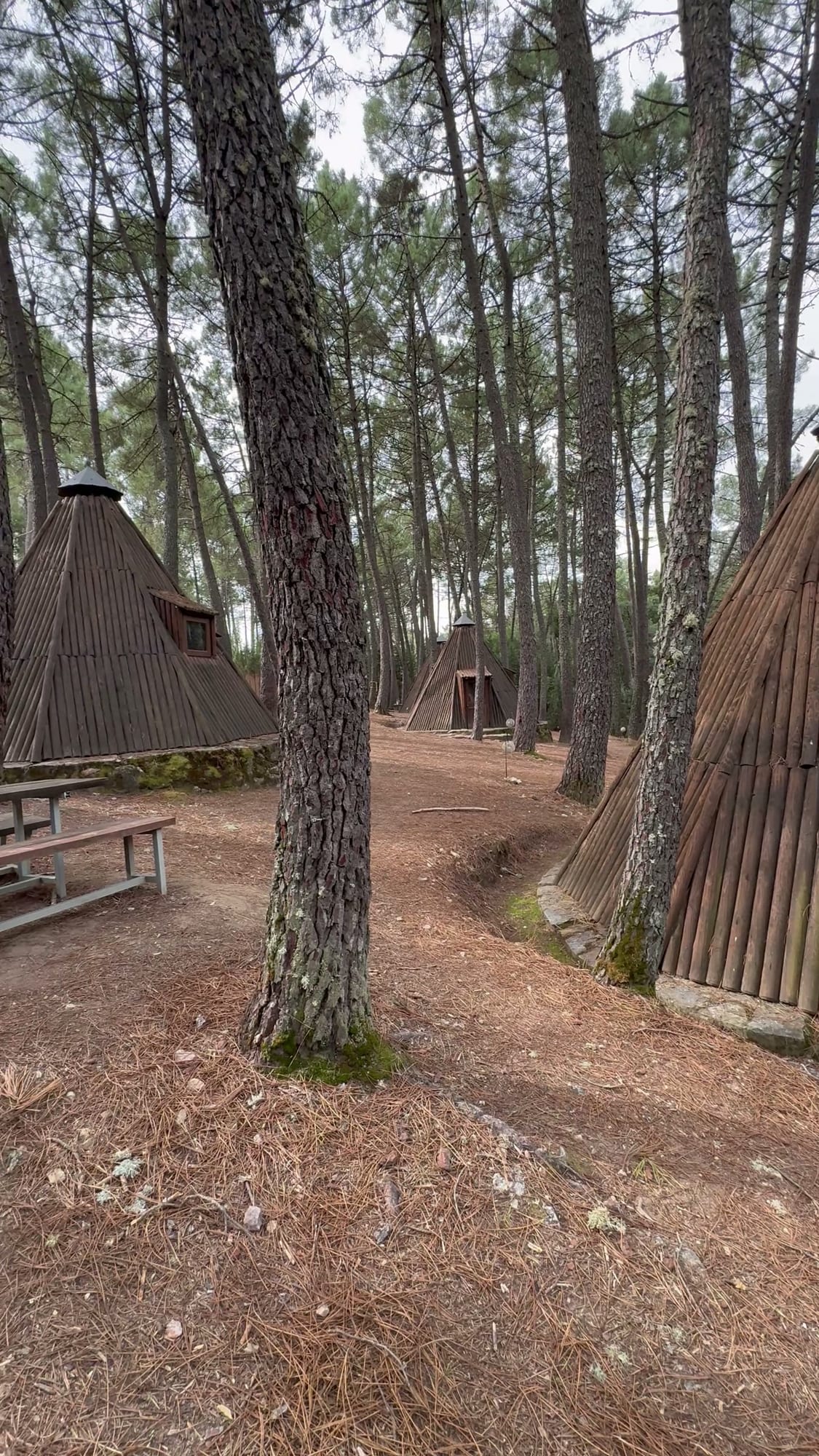 Pinar con tipis y mesas de picnic en el Glamping The Teepee