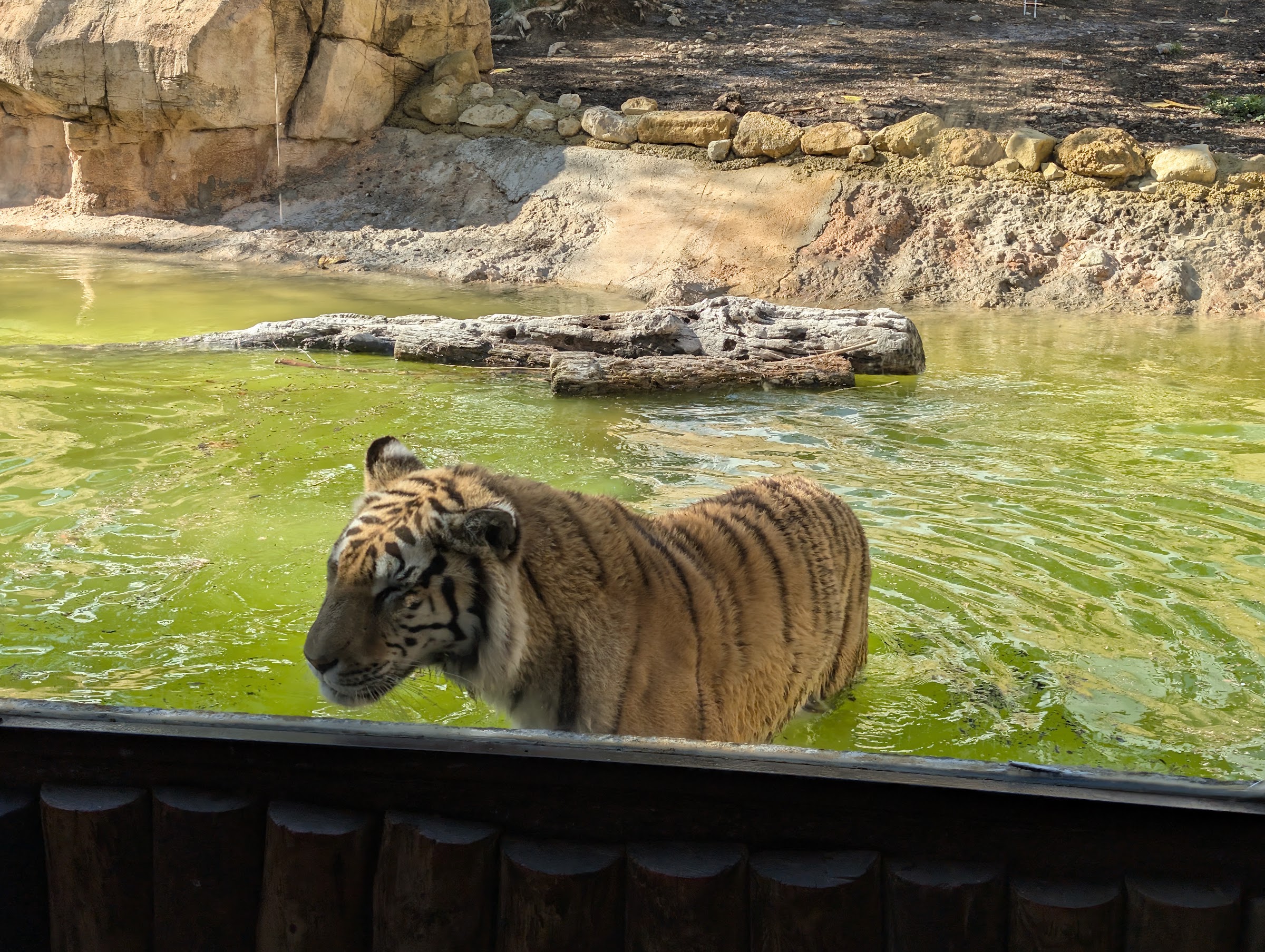 Tigre de Bengala en el agua tras el cristal en Terra Natura, zoo junto al Magic Pirates Island